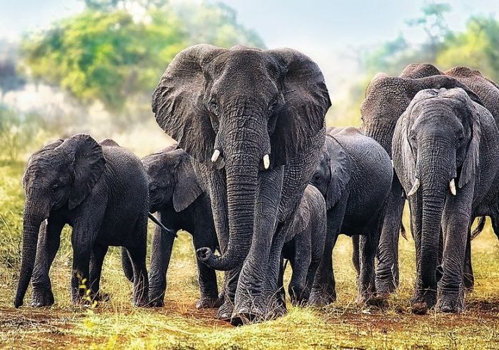 Пазлы Trefl Африканские слоны 1000шт. (10442)