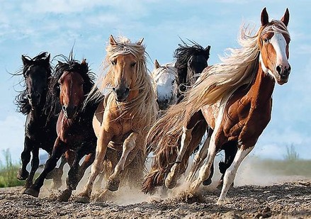 Пазлы Trefl Скачущие лошади 1000шт. (10446)