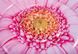 Плотик-матрац надувний Intex Рожева квітка 142 см (58787)